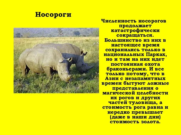 Численность носорогов продолжает катастрофически сокращаться. Большинство из них в настоящее время