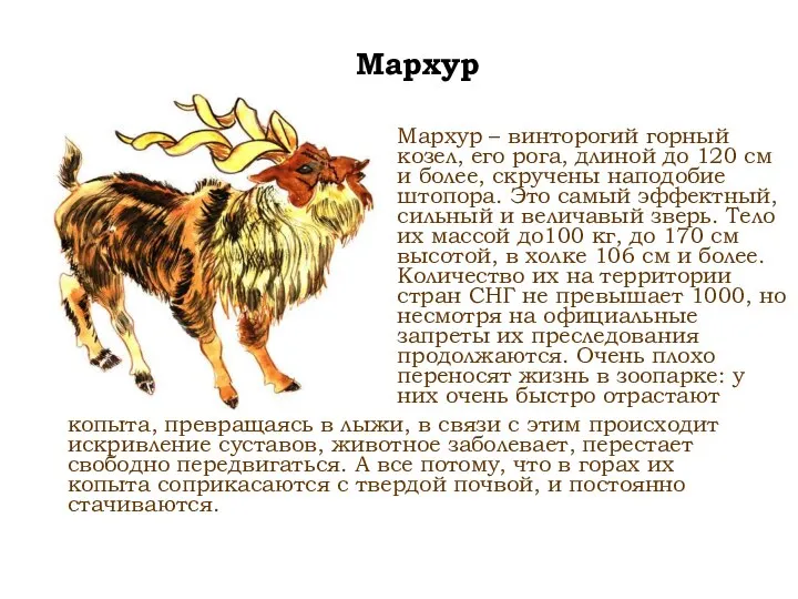 Мархур Мархур – винторогий горный козел, его рога, длиной до 120