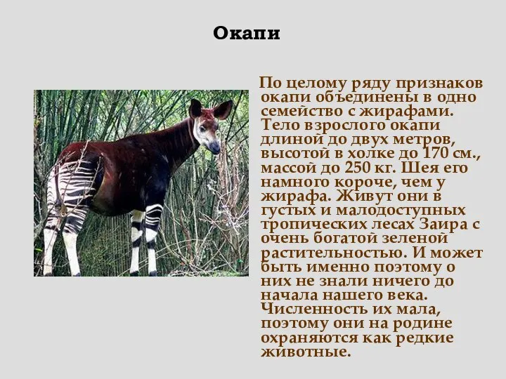 По целому ряду признаков окапи объединены в одно семейство с жирафами.