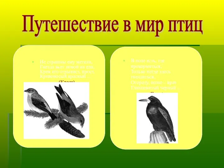 Не страшны ему метели, Гнезда вьет зимой на ели, Крик его