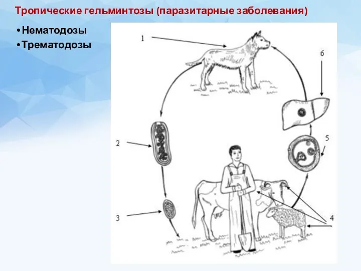 Тропические гельминтозы (паразитарные заболевания) Нематодозы Трематодозы