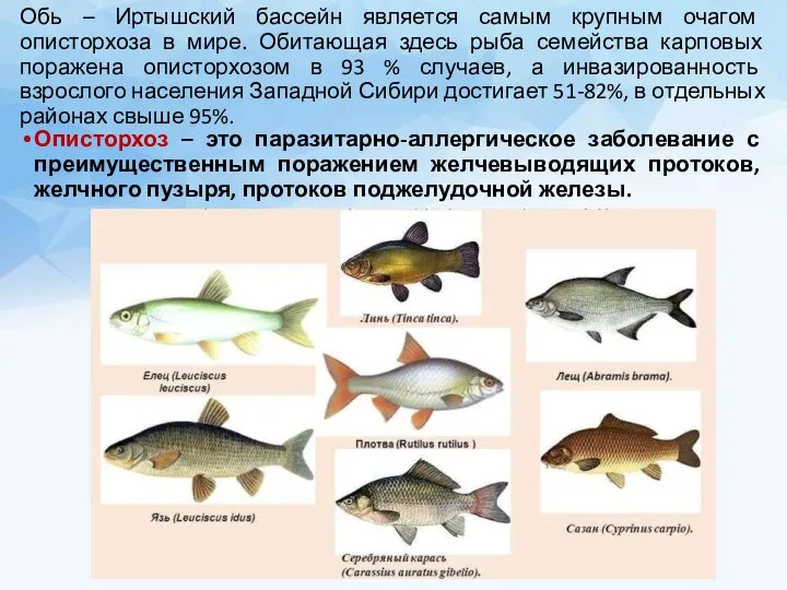 Обь – Иртышский бассейн является самым крупным очагом описторхоза в мире.