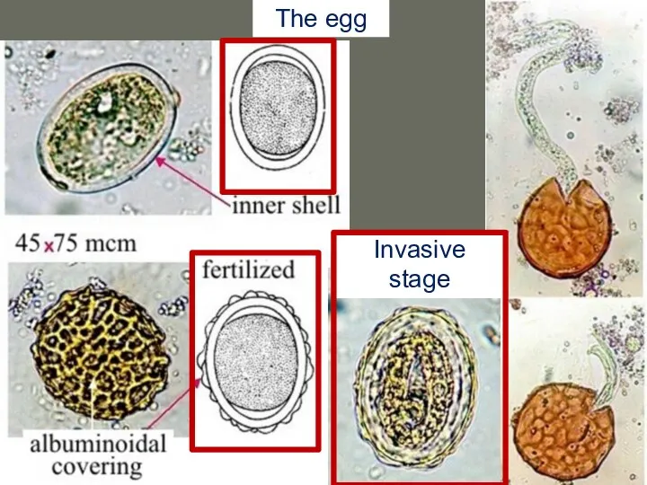Invasive stage The egg