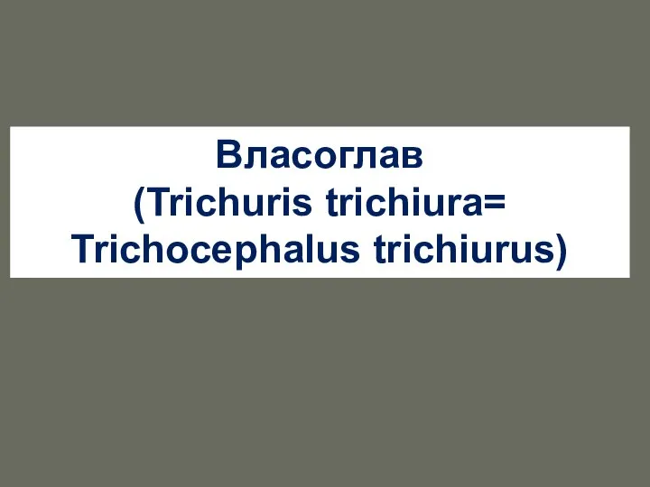 Власоглав (Trichuris trichiura= Trichocephalus trichiurus)