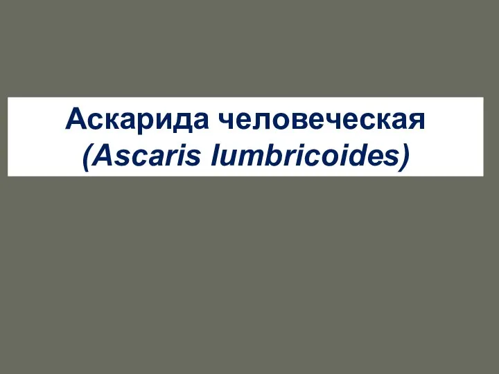 Аскарида человеческая (Ascaris lumbricoides)