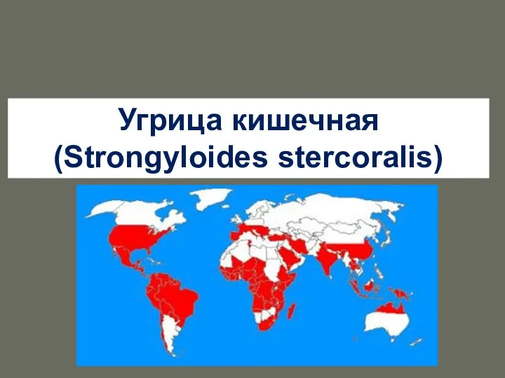 Угрица кишечная (Strongyloides stercoralis)