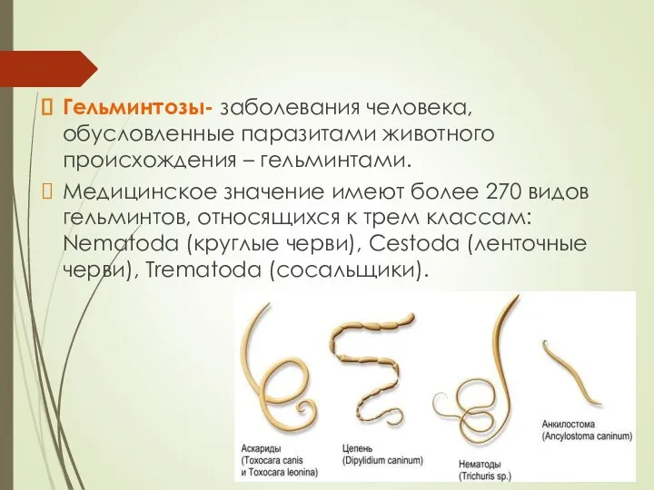 Гельминтозы- заболевания человека, обусловленные паразитами животного происхождения – гельминтами. Медицинское значение