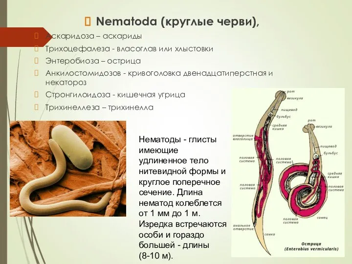 Nematoda (круглые черви), Аскаридоза – аскариды Трихоцефалеза - власоглав или хлыстовки