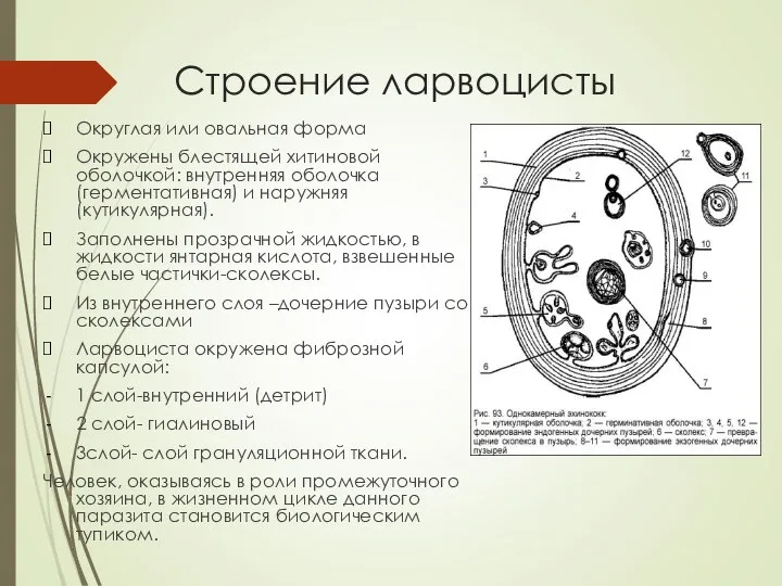 Строение ларвоцисты Округлая или овальная форма Окружены блестящей хитиновой оболочкой: внутренняя