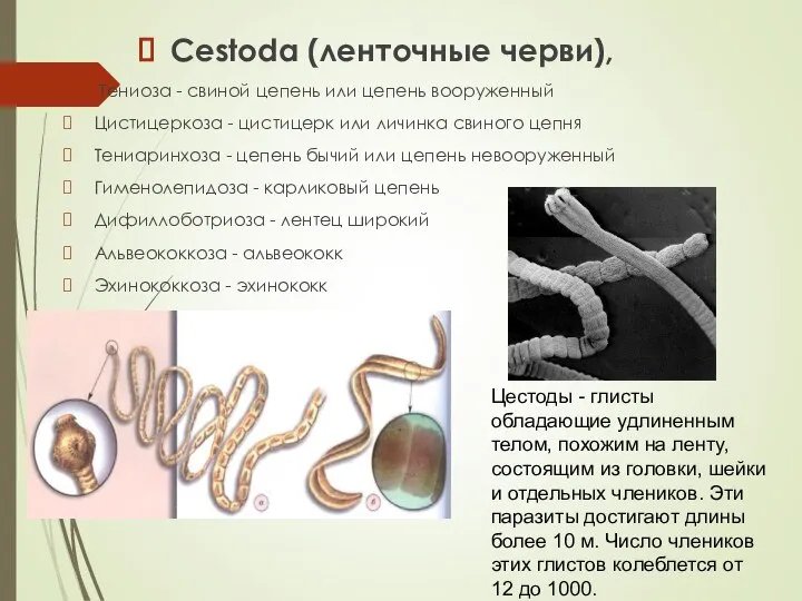 Cestoda (ленточные черви), Тениоза - свиной цепень или цепень вооруженный Цистицеркоза