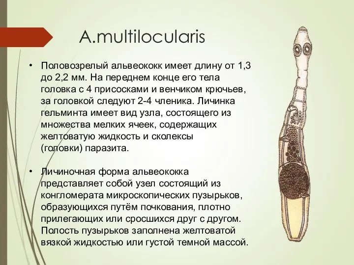 A.multilocularis Половозрелый альвеококк имеет длину от 1,3 до 2,2 мм. На