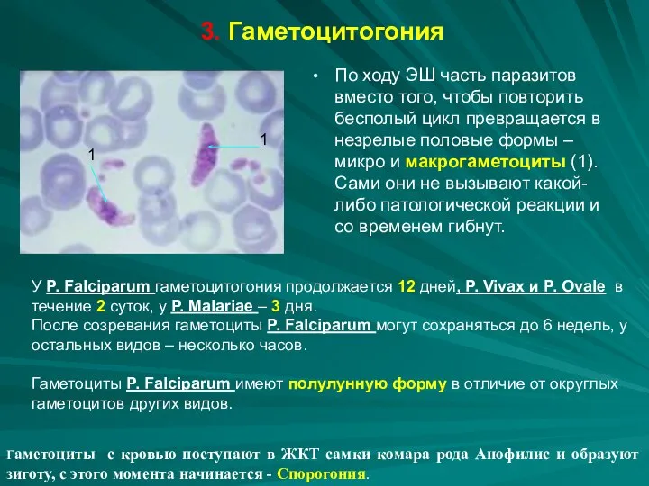 3. Гаметоцитогония По ходу ЭШ часть паразитов вместо того, чтобы повторить