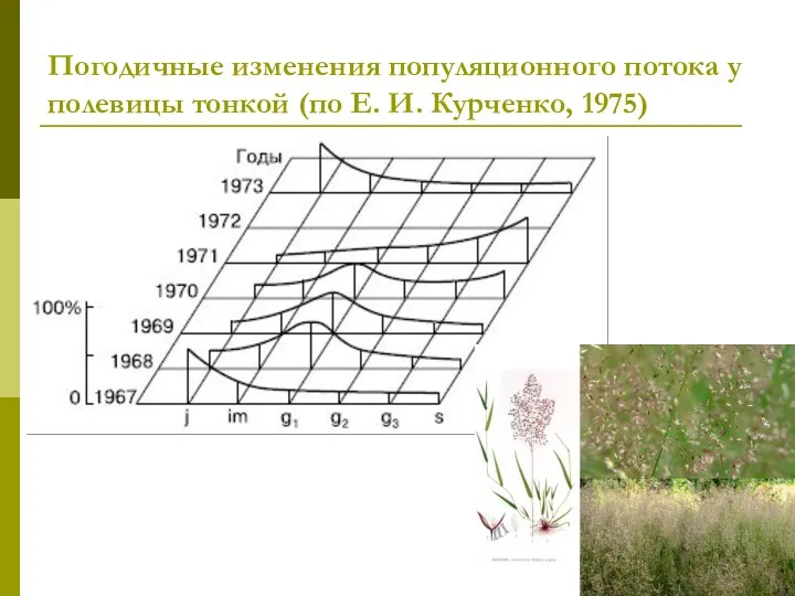 Погодичные изменения популяционного потока у полевицы тонкой (по Е. И. Курченко, 1975)