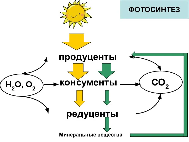 продуценты консументы редуценты Минеральные вещества СО2 Н2О, О2 ФОТОСИНТЕЗ