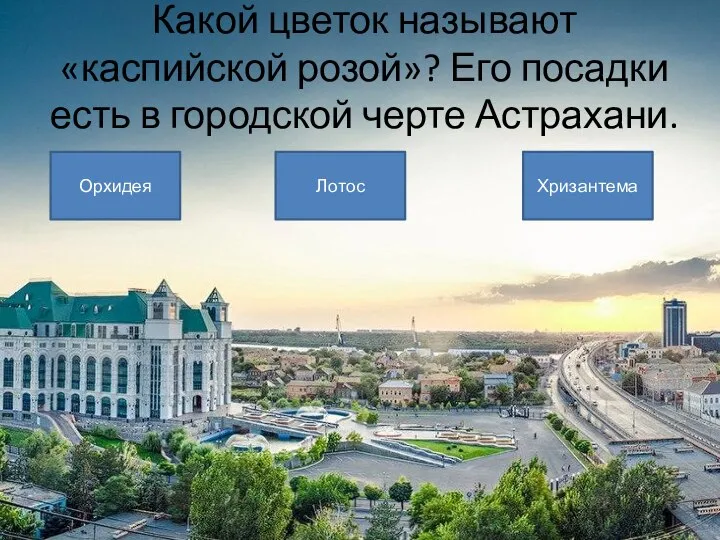 Какой цветок называют «каспийской розой»? Его посадки есть в городской черте Астрахани. Орхидея Лотос Хризантема