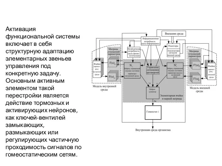 Активация функциональной системы включает в себя структурную адаптацию элементарных звеньев управления