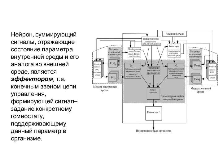 Нейрон, суммирующий сигналы, отражающие состояние параметра внутренней среды и его аналога