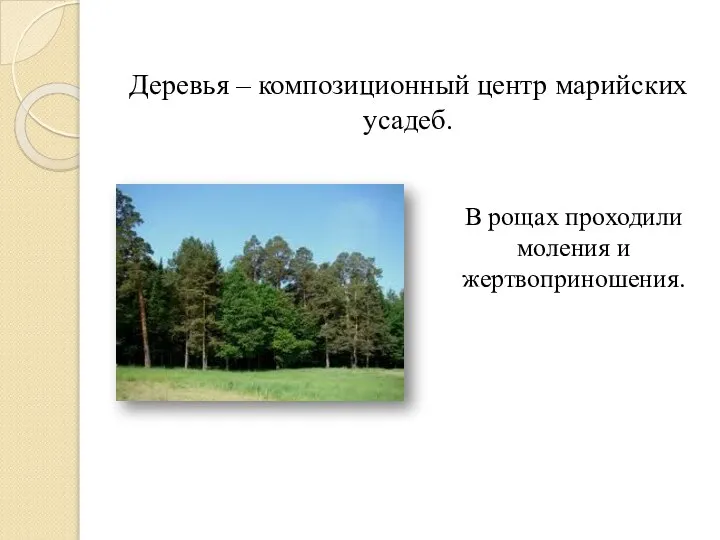 Деревья – композиционный центр марийских усадеб. В рощах проходили моления и жертвоприношения.