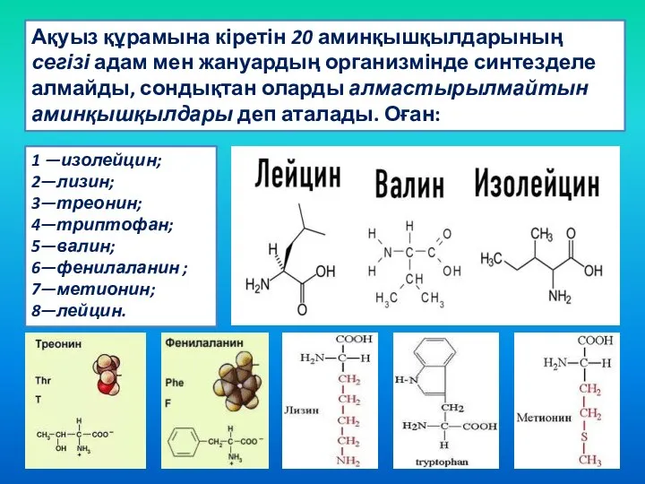 1 —изолейцин; 2—лизин; 3—треонин; 4—триптофан; 5—валин; 6—фенилаланин ; 7—метионин; 8—лейцин. Ақуыз