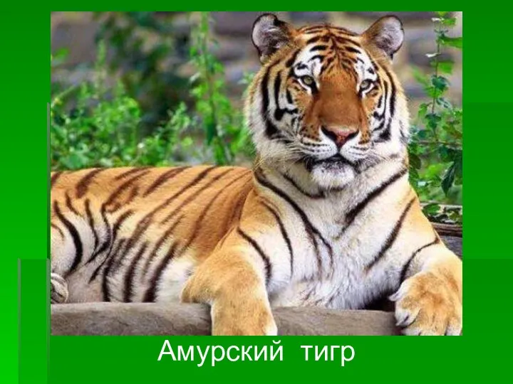 Амурский тигр