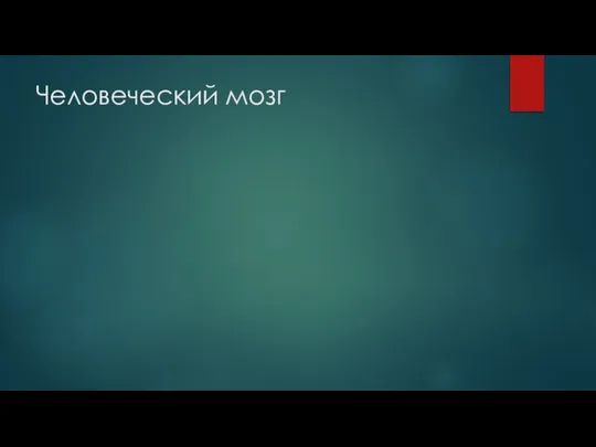 Человеческий мозг