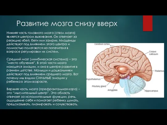 Развитие мозга снизу вверх Нижняя часть головного мозга (ствол мозга) является