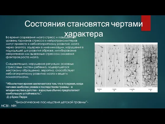 “Биологические последствия детской травмы”- NCBI - NIH Во время созревания мозга