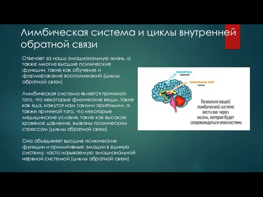 Отвечает за нашу эмоциональную жизнь, а также многие высшие психические функции,