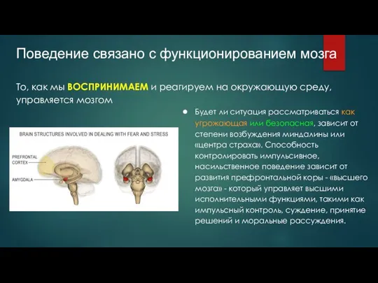 Поведение связано с функционированием мозга Будет ли ситуация рассматриваться как угрожающая