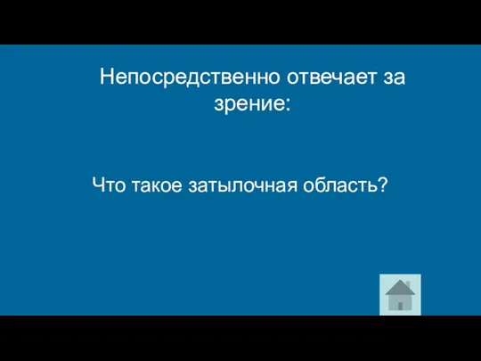 Что такое затылочная область? Непосредственно отвечает за зрение: