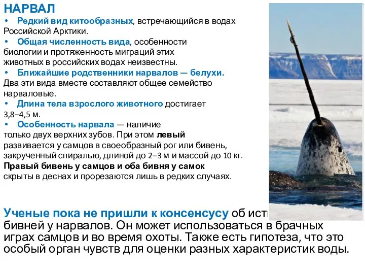 НАРВАЛ Редкий вид китообразных, встречающийся в водах Российской Арктики. Общая численность