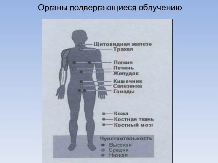 Органы подвергающиеся облучению