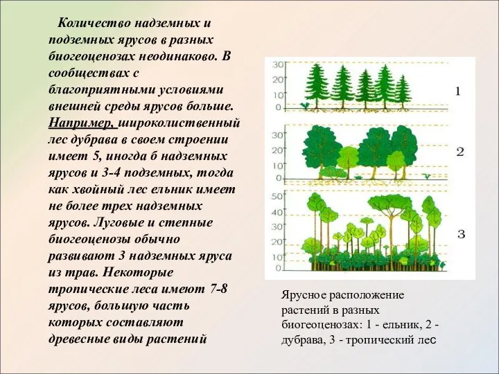 Количество надземных и подземных ярусов в разных биогеоценозах неодинаково. В сообществах