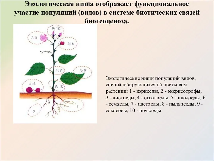 Экологическая ниша отображает функциональное участие популяций (видов) в системе биотических связей