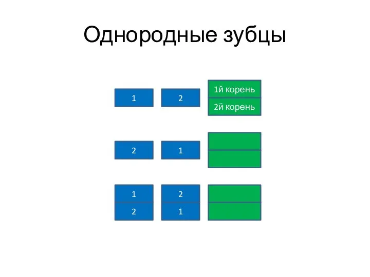 Однородные зубцы 1й корень 2 1 2й корень 1 2 2 1 1 2