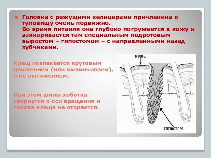 Клещ извлекается круговым движением (или вывинчиваем), а не вытяжением. При этом