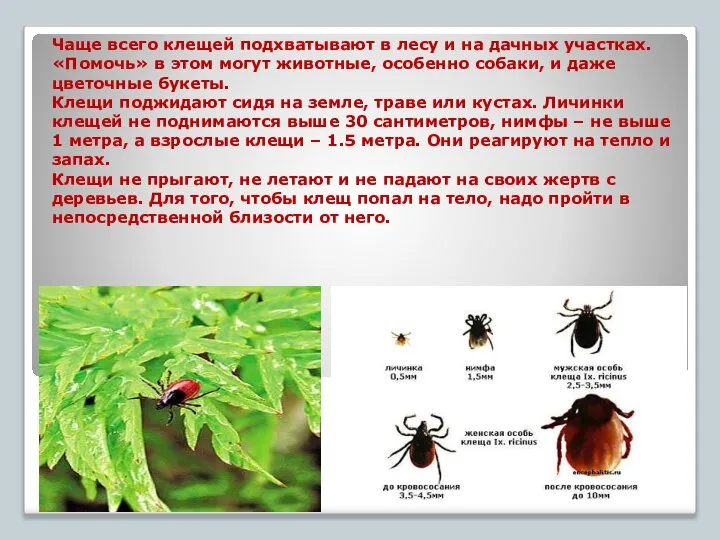 Чаще всего клещей подхватывают в лесу и на дачных участках. «Помочь»