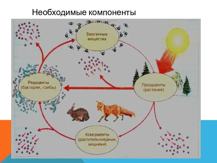 Необходимые компоненты экосистемы.