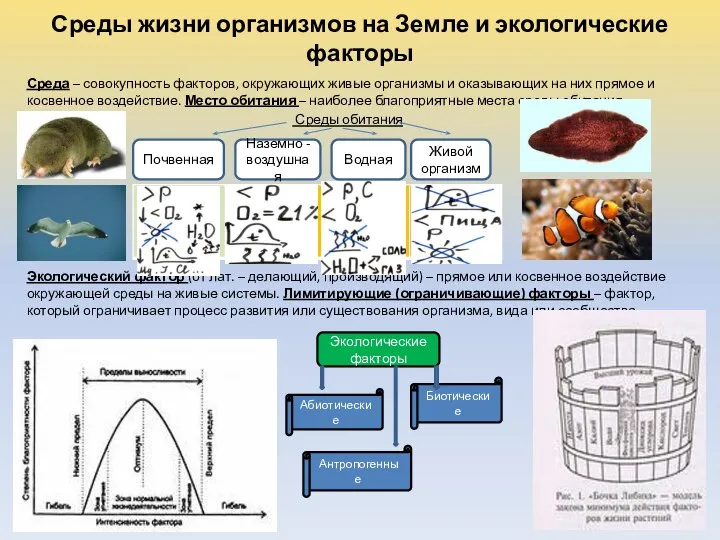 Среды жизни организмов на Земле и экологические факторы Среда – совокупность