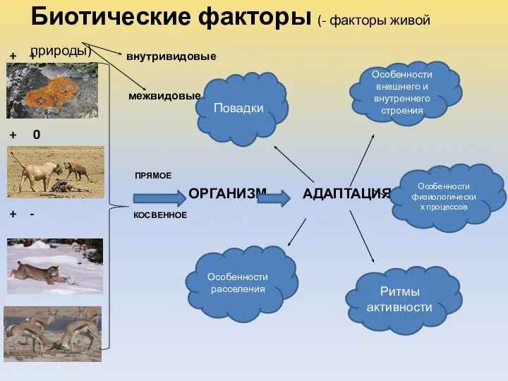 Биотические факторы (- факторы живой природы) + + внутривидовые межвидовые +