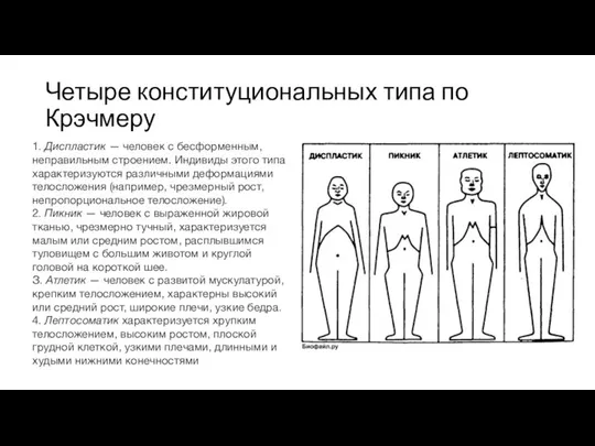 Четыре конституциональных типа по Крэчмеру 1. Диспластик — человек с бесформенным,