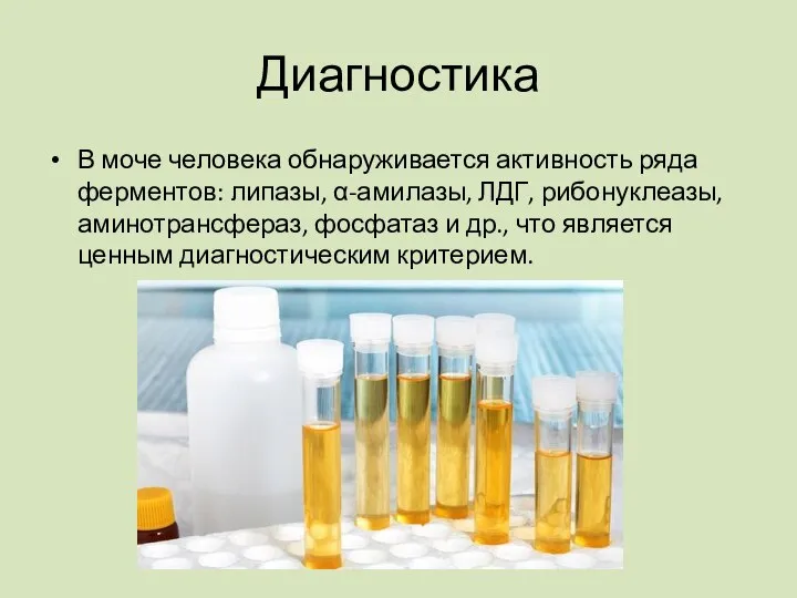 Диагностика В моче человека обнаруживается активность ряда ферментов: липазы, α-амилазы, ЛДГ,