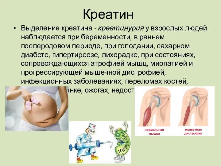 Выделение креатина - креатинурия у взрослых людей наблюдается при беременности, в