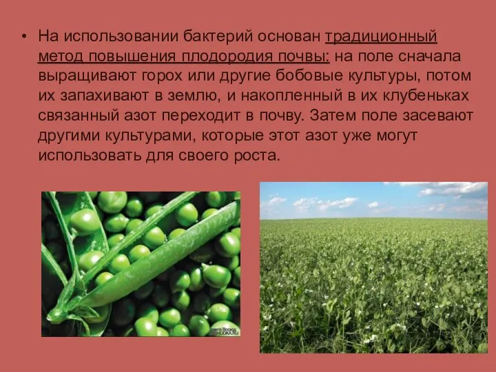 На использовании бактерий основан традиционный метод повышения плодородия почвы: на поле