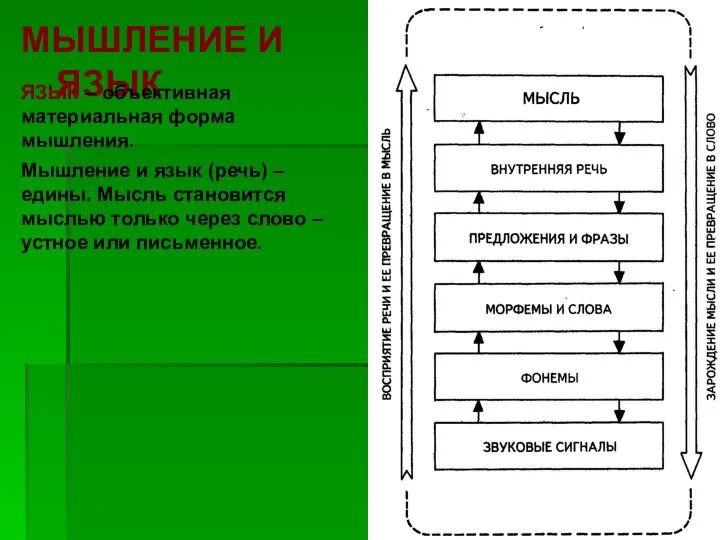 МЫШЛЕНИЕ И ЯЗЫК ЯЗЫК – объективная материальная форма мышления. Мышление и