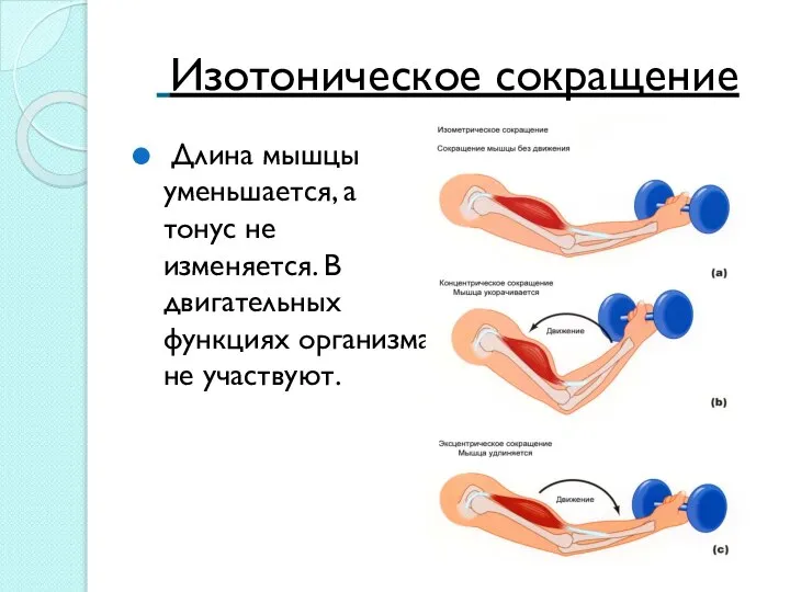 Изотоническое сокращение Длина мышцы уменьшается, а тонус не изменяется. В двигательных функциях организма не участвуют.