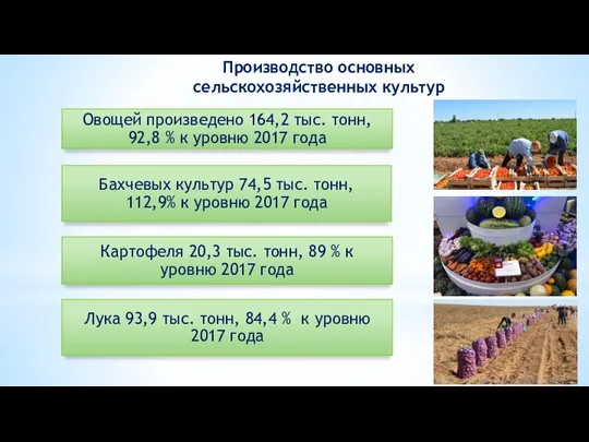 Овощей произведено 164,2 тыс. тонн, 92,8 % к уровню 2017 года