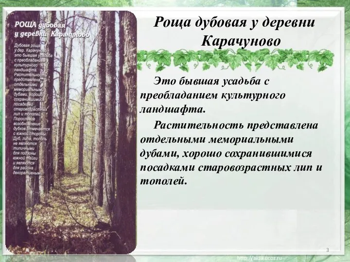 Роща дубовая у деревни Карачуново Это бывшая усадьба с преобладанием культурного