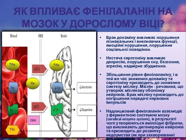 ЯК ВПЛИВАЄ ФЕНІЛАЛАНІН НА МОЗОК У ДОРОСЛОМУ ВІЦІ? Брак допаміну викликає