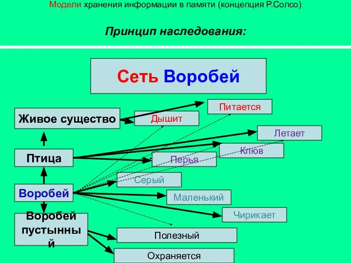 Модели хранения информации в памяти (концепция Р.Солсо) Принцип наследования: Сеть Воробей